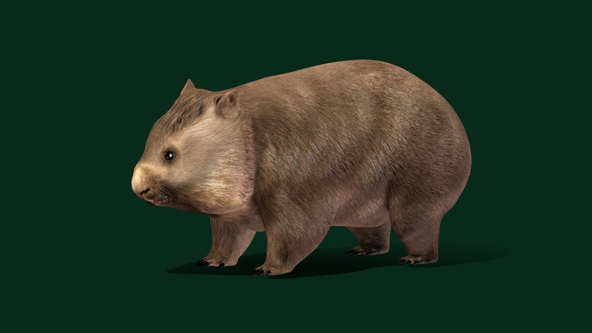 Wombats  (Joey) 

Vombatidae Short-legged Muscular quadrupedal marsupials Animal ( Mammal )

1 Draw Calls

GameReady 

11 Animations

4K PBR Textures Material

Unreal FBX

Unity FBX  

Blend File 

USDZ File (AR Ready). Real Scale Dimension

Textures Files

GLB File

Gltf File ( Spark AR, Lens Studio(SnapChat) , Effector(Tiktok) , Spline, Play Canvas ) Compatible

Triangles : 33220

Vertices  : 16697

Faces     : 33220

Edges     : 49868

Diffuse , Metallic, Roughness , Normal Map ,Specular Map,AO

Wombats are short-legged, muscular quadrupedal marsupials of the family Vombatidae that are native to Australia. Living species are about 1 m in length with small, stubby tails and weigh between 20 and 35 kg. Wikipedia
Mass: 20 – 35 kg
Speed: 40 km/h (Maximum, When threatened)
Term for young: joey Wikimedia Foundation
Class: Mammalia
Domain: Eukaryota
Family: Vombatidae; Burnett, 1830 - Wombat Joey Animal (Game Ready) - 3D model by Nyilonelycompany 3d model