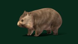 Wombat Joey Animal (Game Ready) cute, pet, animals, burnett, mammal, ar, nature, muscular, wildlife, wombat, marsupials, joey, quadrupedal, pbr, gameasset, creature, animation, gameready, nyilonelycompany, noai, short-legged, wombats, vombatidae, common_wombat