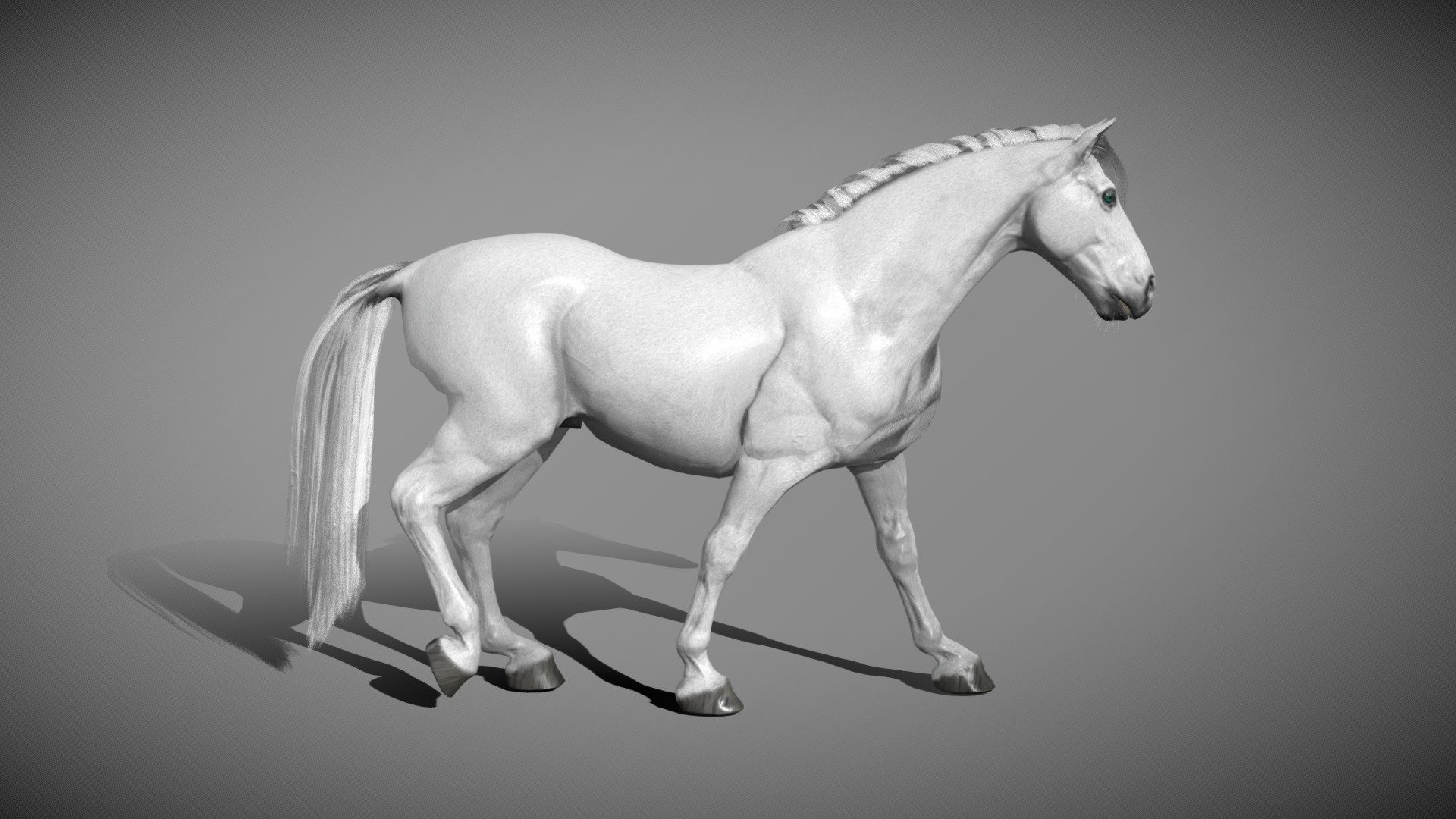 White horse, created in Blender, Zbrush Core and Substance Painter original blender file in the Zip folder uploaded!

Textures 4096x4096:* - body: albedo, roughness, Ambient occlusion, normal, - eyes and teeth: albedo, roughness, Ambient occlusion, normal, opacity - mane and tail: color node, normal and opacity

In https://sketchfab.com/models/e768beead22a4e02a10df627b5057c3f/editthe NLA editor there are 3 option: - walk cycle - run cycle - White horse 2.0 - Buy Royalty Free 3D model by 3dartstevenz 3d model