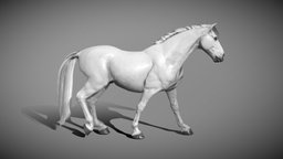 White horse 2.0 white, trot, gallop, zebra, equine, mane, anisotropy, horse, animal, animated, rigged, munstang