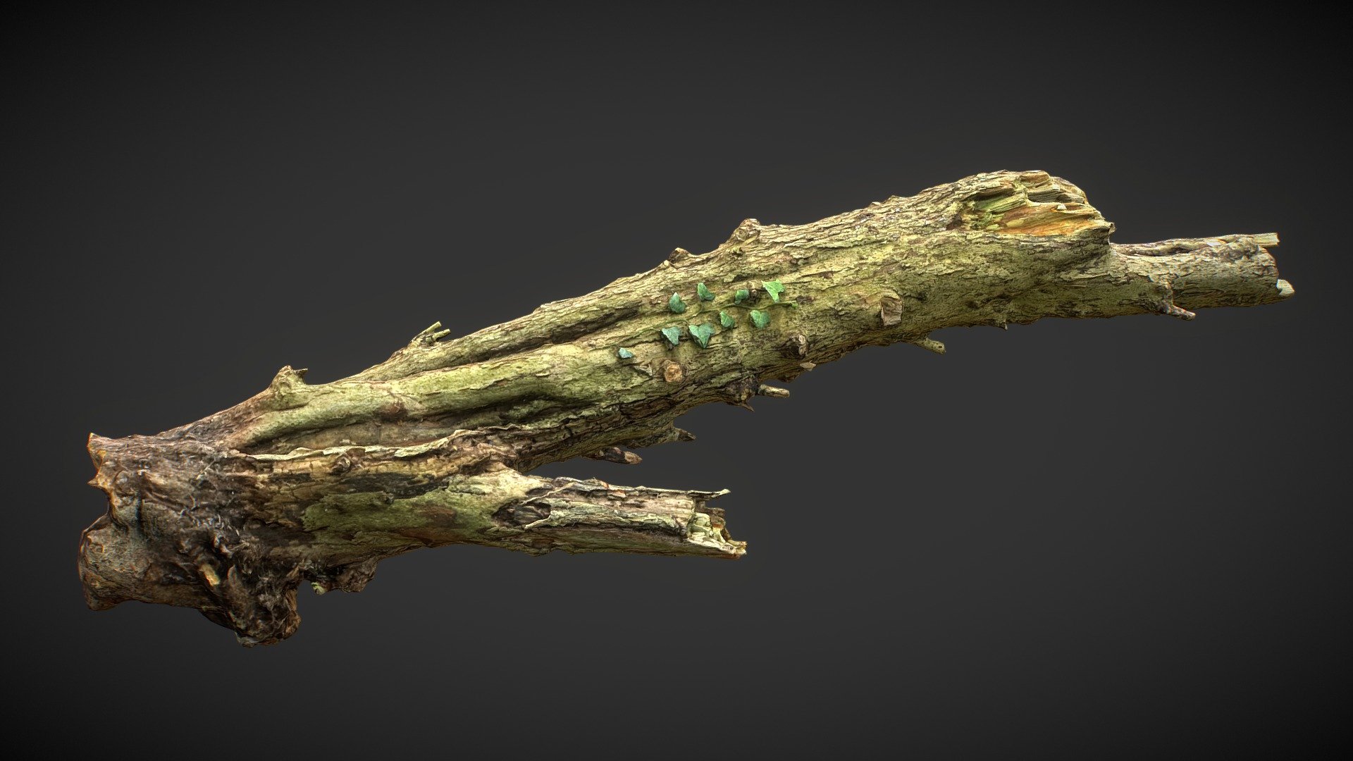 Here is one of my many scan (120+) done in my studio.


This model is perfect for 3D printing and film making, you can use it for game but it need a bit of decimation to be applied as scatter/particle distribution.



Aspect:

decaying texture

Scale, about 1.40 meters long 

Included 8K textures
 - Ivy on tronc - Buy Royalty Free 3D model by optimuscan 3d model
