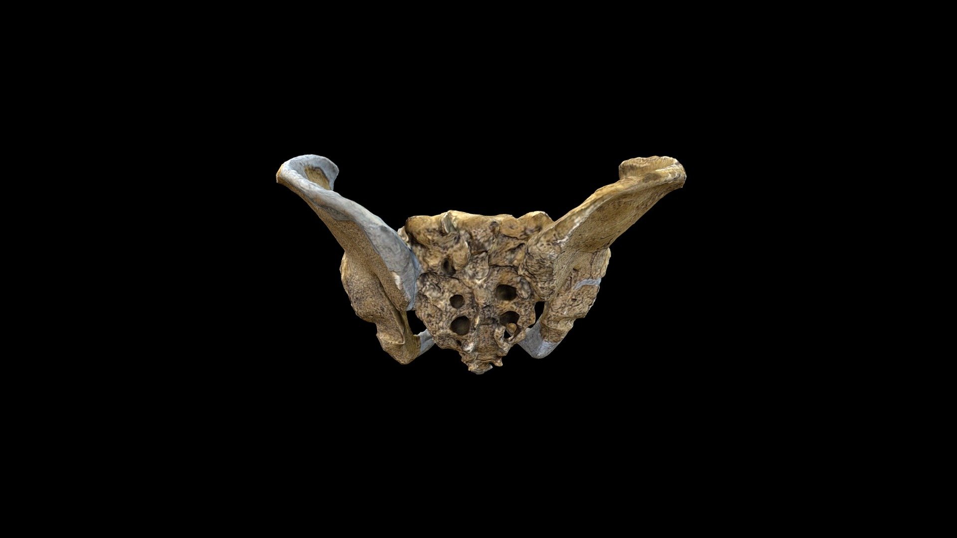 Neanderthal Pelvis - 3D model by seminarsonscience 3d model