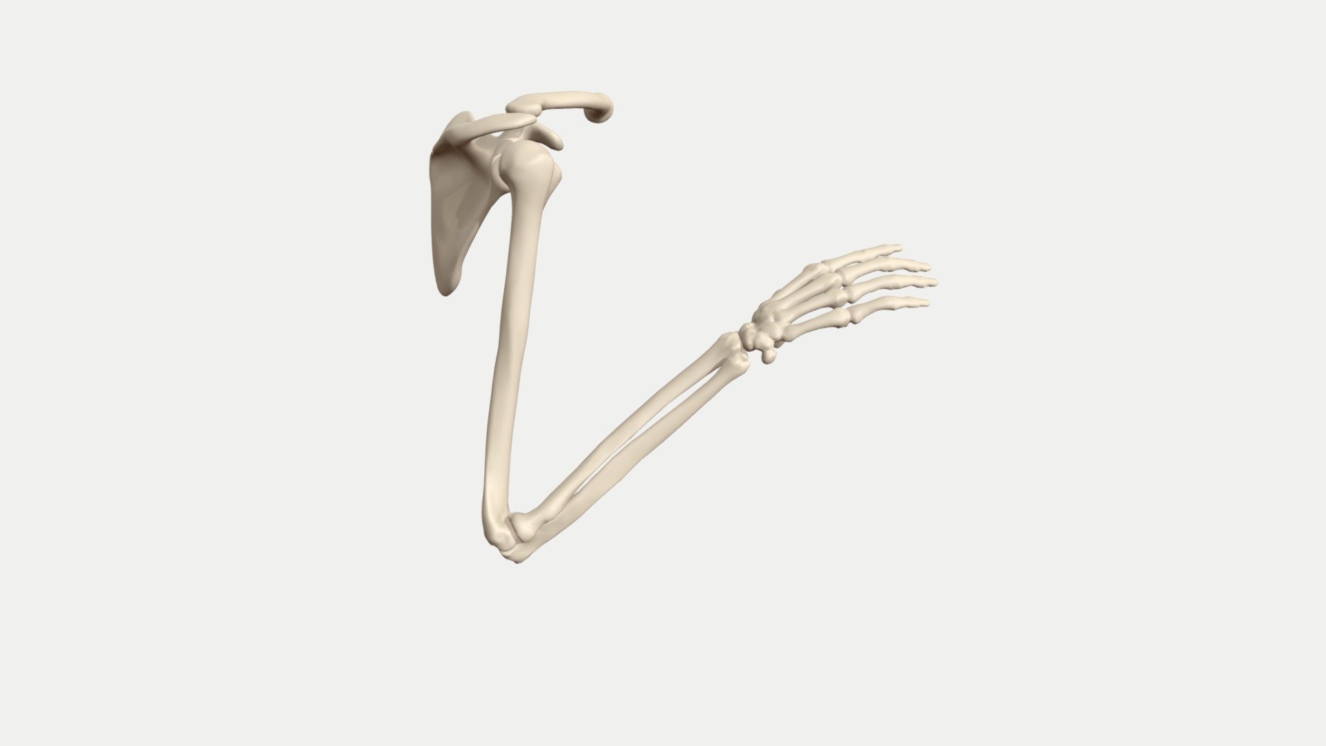 This is an animation of the arm bones: humerus, ulna and radius showing how the elbow joint works during pronation/supination with along with flexion and extension.

I made it as part of a series of blog posts I’m working on to describe anatomy for artists which you can find here:
https://pearsetoomey.com/bones-of-the-arm/ - Pronation/supination - arm bones animated - 3D model by pearsetoomey 3d model