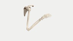 Pronation/supination skeleton, anatomy, drawing, arm, sculpting, wrist, reference, artist, joints, radius, ulna, elbow, animation, animated, bones