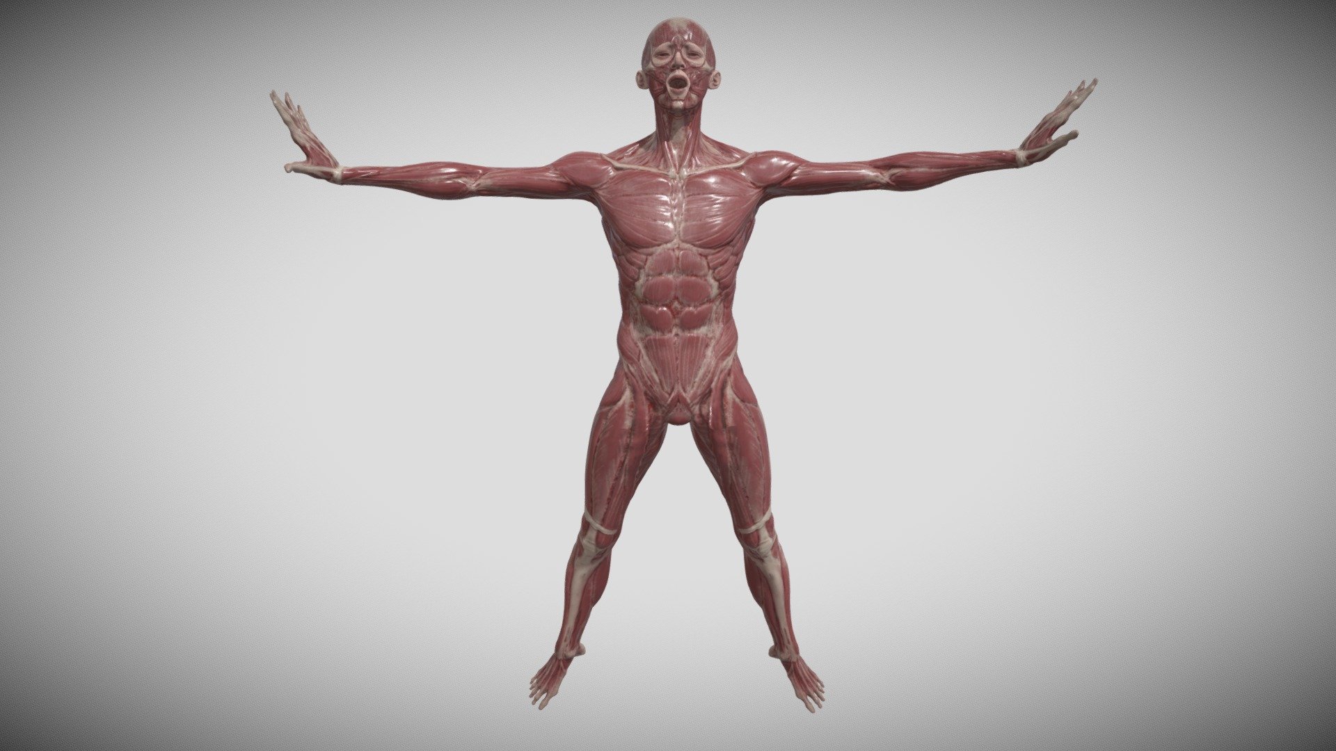 🔴Link : https://healthheavenfit.blogspot.com/

Human anatomy showing front full body, head, shoulders and torso, bone structure, muscular system and vascular system and much more - Front Body Anatomy - Download Free 3D model by CAPTAAINRO 3d model