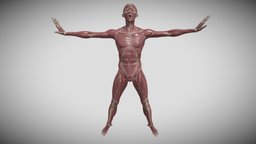 Front Body Anatomy body, anatomy, front, bone, realistic, reallife, homosapiens, human, skin