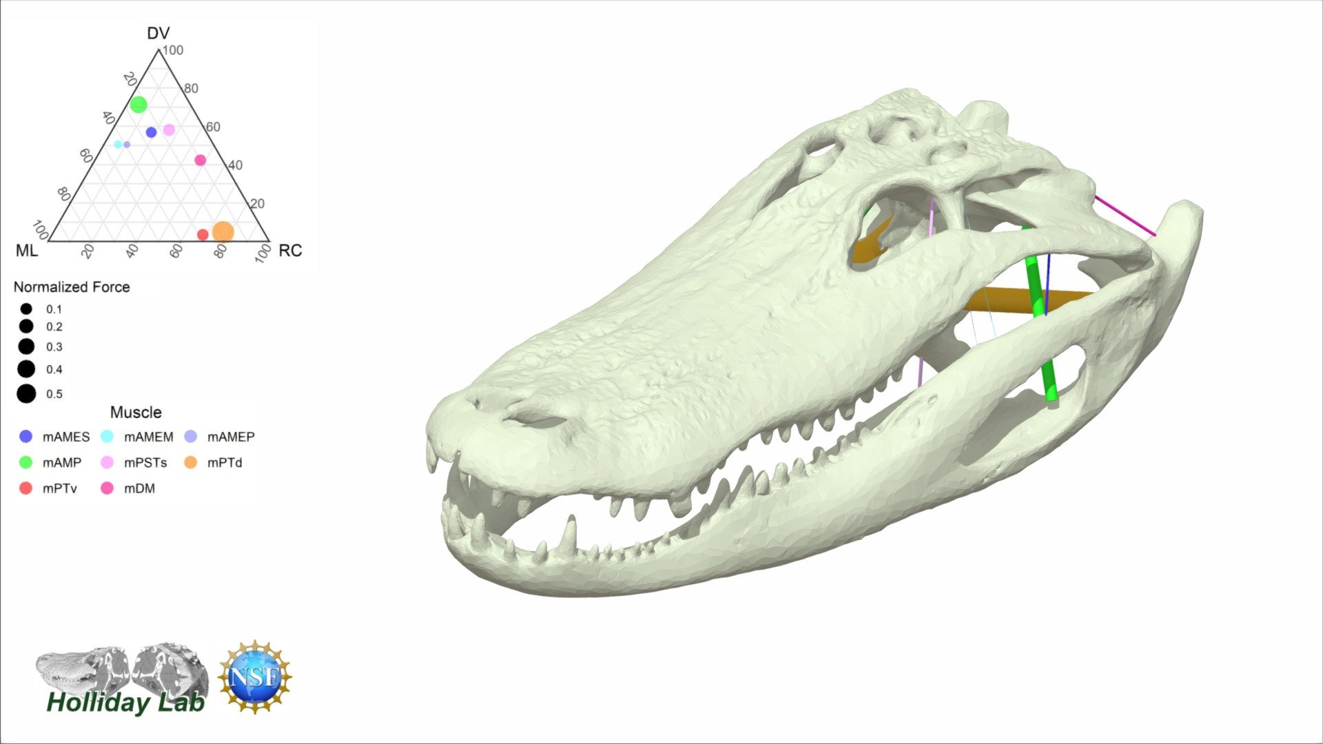 This 3D model of the semi-aquatic, predatory American alligator, Alligator mississippiensis  (MUVC AL008) found in southeastern North America illustrates how having such a flat skull changes the orientations of jaw muscles to be in rather horizontal or diagnoal orientations compared to their ancestors.  Read more on how the evolution of skull shape in crocodilians affected jaw muscle function in Sellers et al (2022) in in Anatomical Record: https://doi.org/10.1002/ar.24912.  Thanks to the Rockefeller State Refuge, Louisiana for providing access to the specimen. Thanks to National Science Foundation 1631684 for supporting the work 3d model