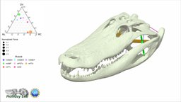 3D Jaw muscles of Alligator mississippiensis muscles, jaw, maya, suchian
