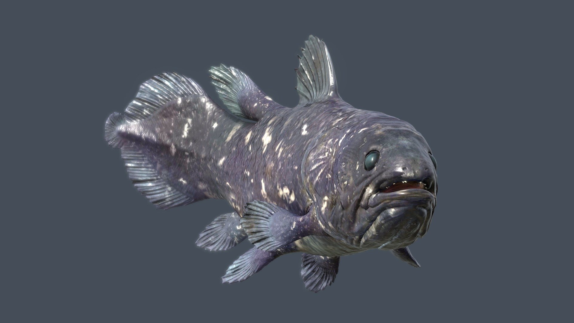 coelacanth, (genus Latimeria), any of the two living lobe-finned bony fishes of the genus Latimeria. The modern coelacanths are bigger than most fossil coelacanths and are powerful predators with heavy mucilaginous bodies and highly mobile limblike fins. They average 5 feet (1.5 metres) in length and weigh about 100 pounds (45 kg). Coelacanths are slow-growing and long-lived; studies of growth rings in the scales of African coelacanths suggest that these fishes become sexually mature when they are between 40 and 69 years old and may live as long as 100 years. They are live-bearers that give birth to well-developed young. One study reports that female African coelacanths carry their young about five years before giving birth. Though once thought to be deepwater fishes, coelacanths are now known to inhabit mesopelagic waters, below the continental shelf, at depths of some 650–1,300 feet (200–400 metres) 3d model