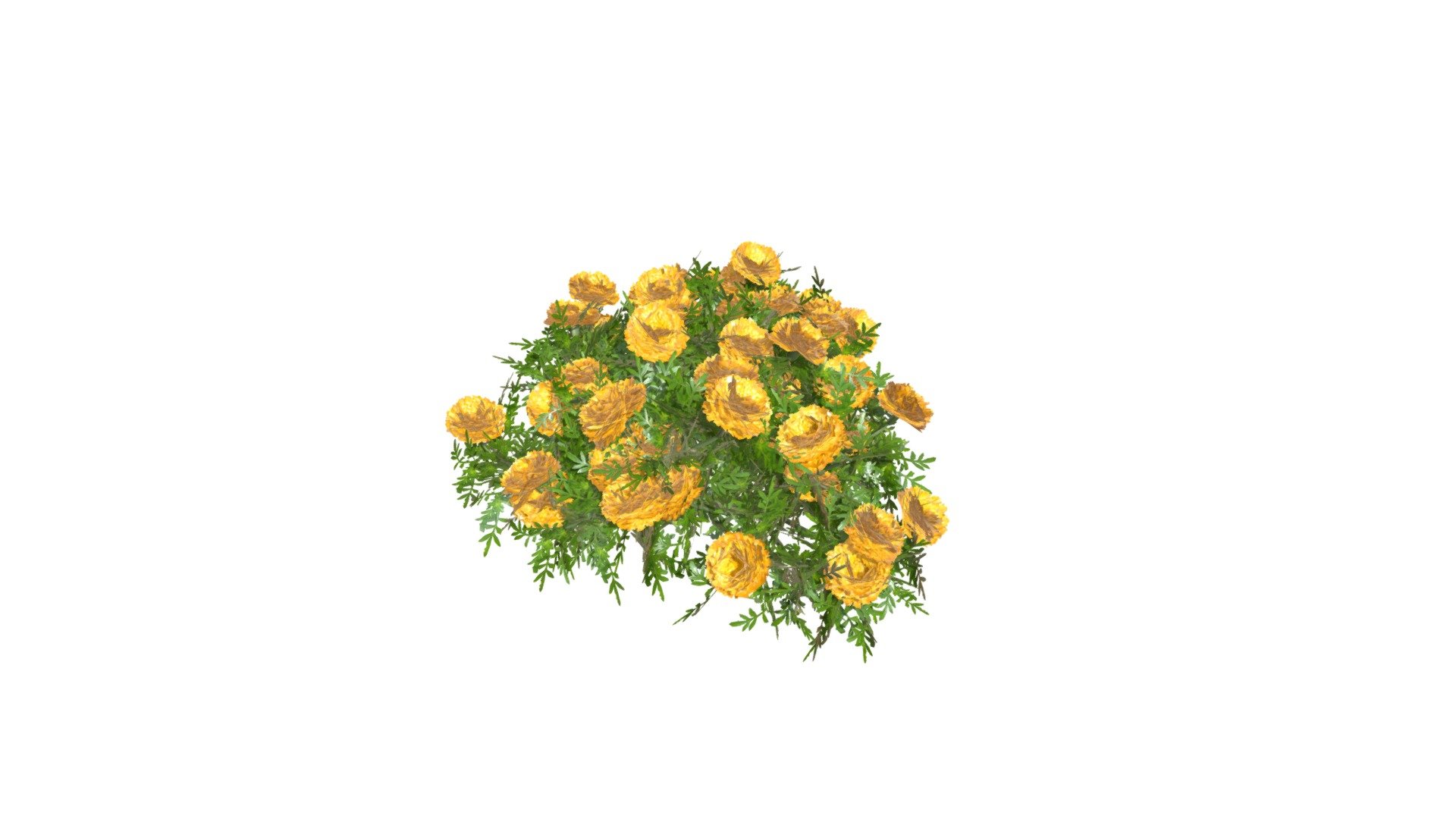Breathe life into your scenes with these captivating marigold flower models!
This collection brings you four stunning marigolds, each meticulously crafted with low-poly efficiency and packed with rich detail. Immerse your projects in the vibrant hues of Deep Orange and Mary Helen varieties, boasting fiery sunsets and sunshine-kissed blends.

*Deep Orange:
Bask in the warmth of a fiery orange bloom, its subtle petal variations adding depth and realism.

All models share these exceptional features:
Optimized low-poly design for efficient rendering in games, animations, and architectural visualizations.
High-quality textures boasting realistic colors, roughness, and PBR materials for physically based rendering.
*Available in multiple file formats for seamless integration into your workflow.

Check out this animation I made using Unreal Engine:
https://youtu.be/3QdakicUx4I - Deep Orange Marigold 02 - Buy Royalty Free 3D model by hkhalif 3d model