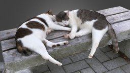 Cats (Gaju&Annie) cat, japan, pet, cats, agisoft, photoscan, photogrammetry, 3dscan, animal
