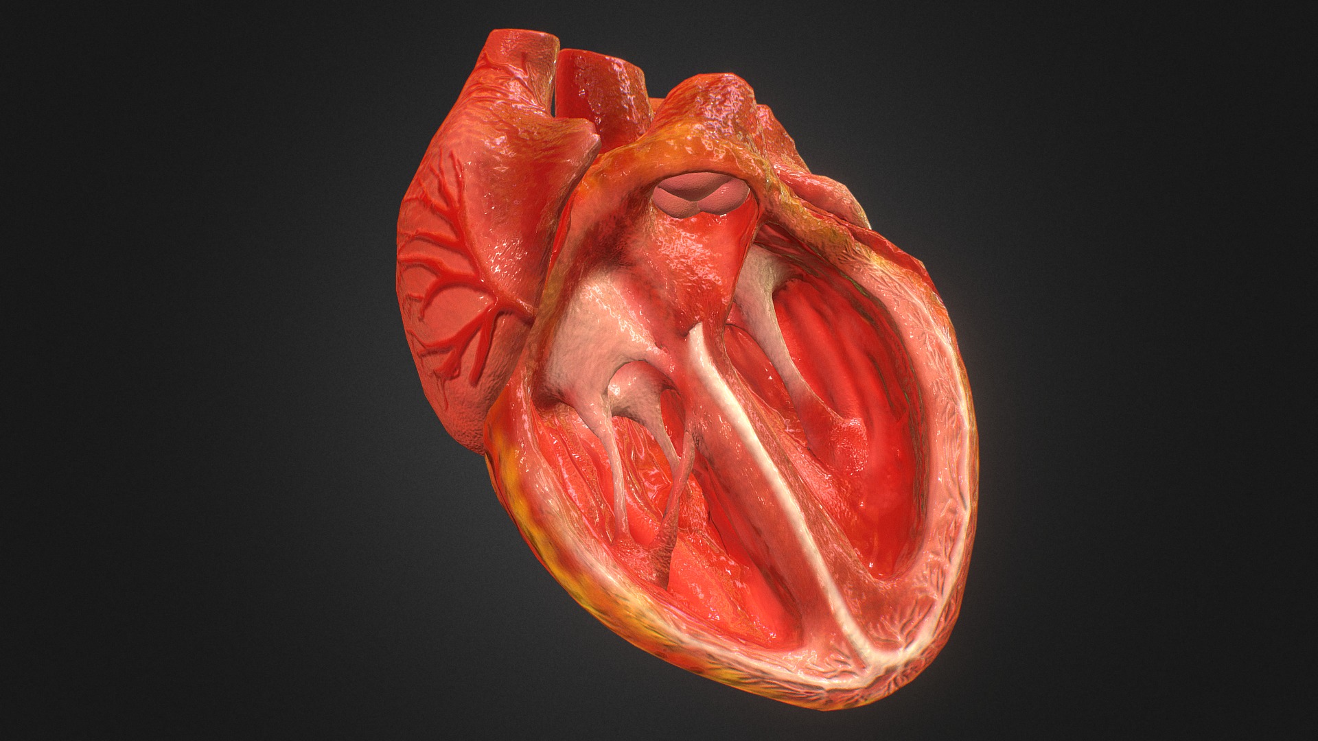 ### New in V2 - 4k Textures - Reduced and optimized polygon count (from 15k to 13k) - Added yellow colored fat, which was absent in previous model - Corrected the mitral valve which has only 2 valves IRL - Corrected the morphs for smoother animation ### Workflow - Sculpted a high poly version  - Zremesher  - Bake  - 25 Morphs - Animate  - Sketchfab  ###Screenshots      - 3d Animated Realistic Human Heart - V2.0 - Buy Royalty Free 3D model by Anatomy by Doctor Jana (@docjana) 3d model