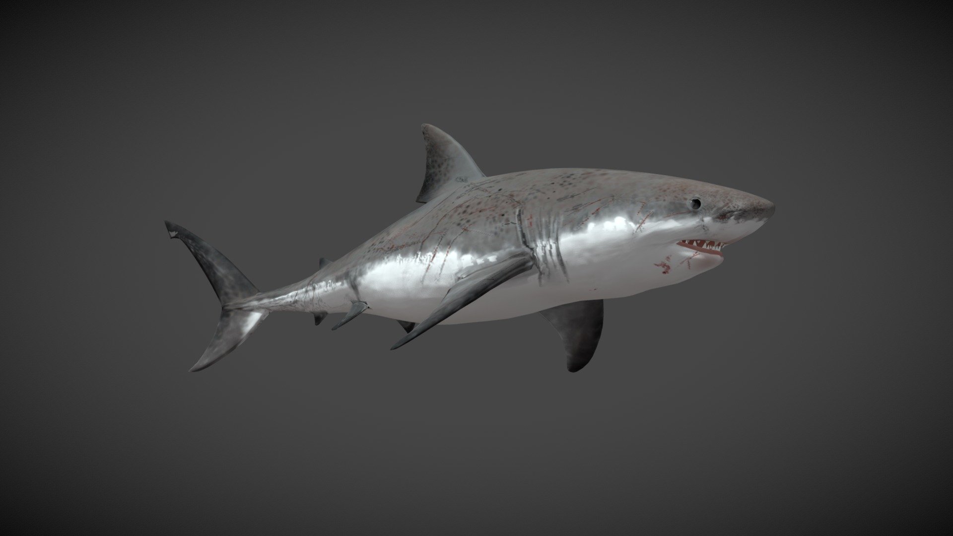 **Great White Shark **

Shark polygon mesh 
Color and normal maps
Simple FK rig
1000 frame animation loop (in place animation)
1000 frame animation loop (moving through the scene) 3d model