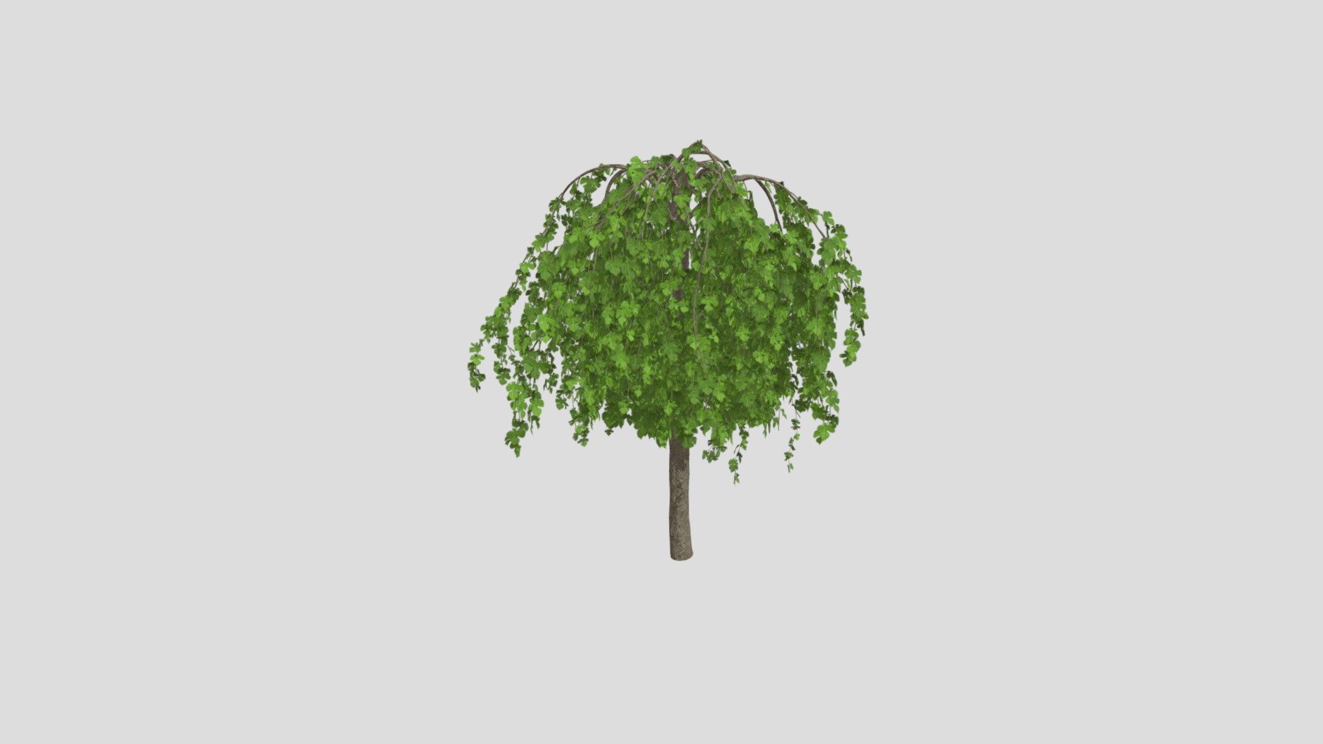 Highly detailed 3d model of tree with all textures, shaders and materials. This 3d model is ready to use, just put it into your scene 3d model