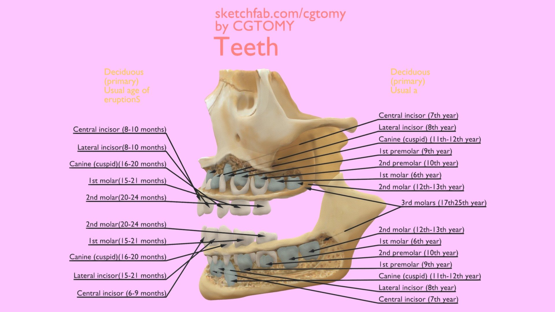 Teeth,

by CGTOMY-Advancing Anatomical Science with CG Interactive Technology.Information based on FRANK H. NETTER’s Atlas.

We are a group of 3D designer &amp; specialized anatomical content developers that provide scientifically accurate biology anatomical 3D modeling.Open model custom requests&amp;assignments for educational research，If you need more high-definition anatomy 3D model resources, please contact us: cgtomy-service@outlook.com.

Any academic discussions and difficult questions are welcome.
 - Teeth - Buy Royalty Free 3D model by CGTOMY 3d model