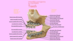 Teeth blood, school, skeleton, anatomy, biology, operation, surgical, section, muscle, bone, photorealistic, teeth, mandible, atlas, vessel, natural, tissue, teaching, humanbody, perspective, tooth, museum, science, head, medicine, nature, x-ray, internal, neuroscience, aids, limb, anatomy-reference, anatomy-human, ligaments, skull-3d-model, netter, medical, human, history, "bones", "cgtomy"
