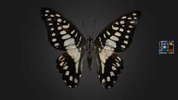 ミカドアゲハ 🦋 Common Jay, Graphium doson butterfly, moth, lepidoptera, insecta, arthropoda, animalia, ffishasia, papilionidae, graphium, noai, doson