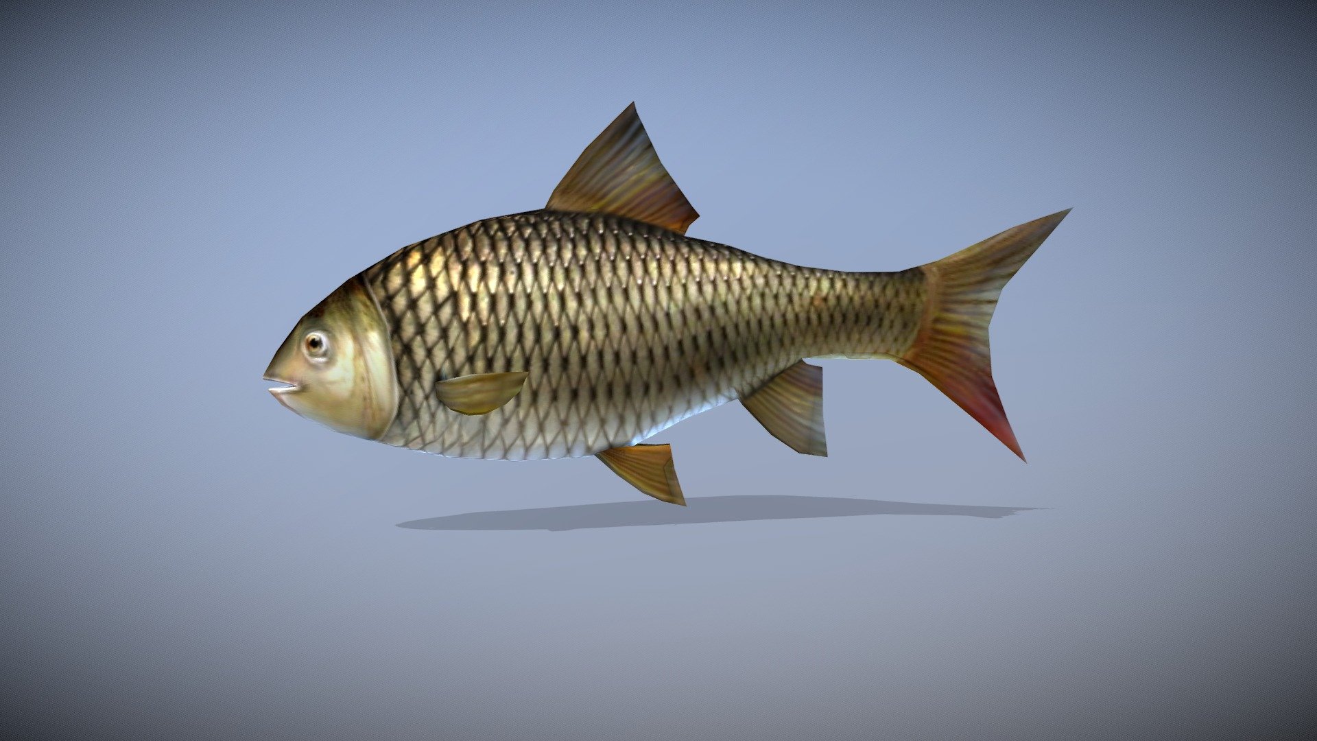 WATCH = https://youtu.be/kVv9IBM9F38
3D REALISTIC FISH WITH ANIMATIONS

PACKAGE INCLUDE
High quality model, correctly scaled for an accurate representation of the original object.
* High Detailed Photorealistic Wolf, completely UVmapped and smoothable.
* Model is built to real-world scale.
* Many different format like blender, fbx, obj, iclone, dae
* 3d print ready in different poses
* Separate Loopable Animations
* Ready for animation
* High Quality materials and textures
* Triangles = 856
* Vertices = 430
* Edges = 1284
* Faces = 856

ANIMATIONS

IDLE SWIM
FAST SWIM
SLOW SWIM
JUMP
+Many different 3d Print Poses

NOTE

GIVE CREDIT BILAL CREATION PRODUCTION
SUBSCRIBE YOUTUBE CHANNEL = https://www.youtube.com/BilalCreation/playlists
FOLLOW OUR STORE = https://sketchfab.com/bilalcreation/models
LIKE AND GIVE FEEDBACK ON THE MODEL

CONTACT US                 =  https://sites.google.com/view/bilalcreation/contact-us
ORDER  DONATION   =  https://sites.google.com/view/bilalcreation/order - FISH ANIMATED - Buy Royalty Free 3D model by Bilal Creation Production (@bilalcreation) 3d model