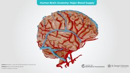 Human Brain anatomy, brain, biology, education, sciences, neuroscience, neurology, neuroanatomy, maya, zbrush, human, stgeorgesuniversity