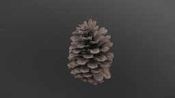 Large pine cone tree, forest, pine, medieval, cone, big, vegetation, large, downloadable, witcher, free-model, medievalfantasyassets, model, free, fantasy, download