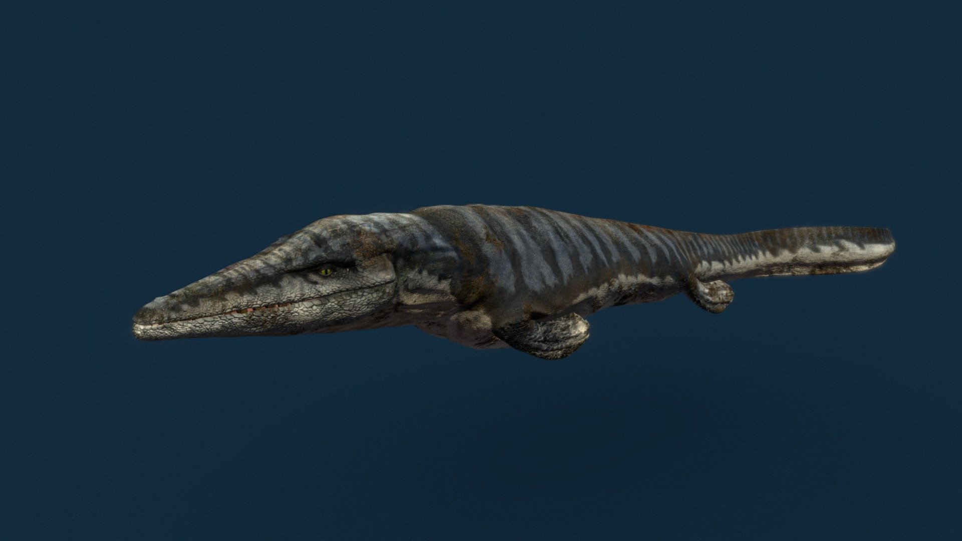 hello, heres a old tylo model  i made it about 15 years ago,  it was a free test model i  made to get some. work on a imax film.  

Tylosaurus was a mosasaur, a large, predatory marine reptile closely related to modern monitor lizards and to snakes, from the Late Cretaceous.

Length: 12 – 14 m

Lived: 93.9 million years ago - 66 million years ago

i tired exporting some animation with it , but sorry there was to many errors in the fbx  file.  i uploaded a old Maya rigged scene with animsation  for anyone interested.

https://drive.google.com/open?id=1XbIuzLruFAYLyAw4G9XCzExVgD-lIFSx

Instagram https://www.instagram.com/julian_johnson1234/ - Tylosaurus - Download Free 3D model by Julian Johnson-Mortimer (@FreddyFoxFreddy) 3d model