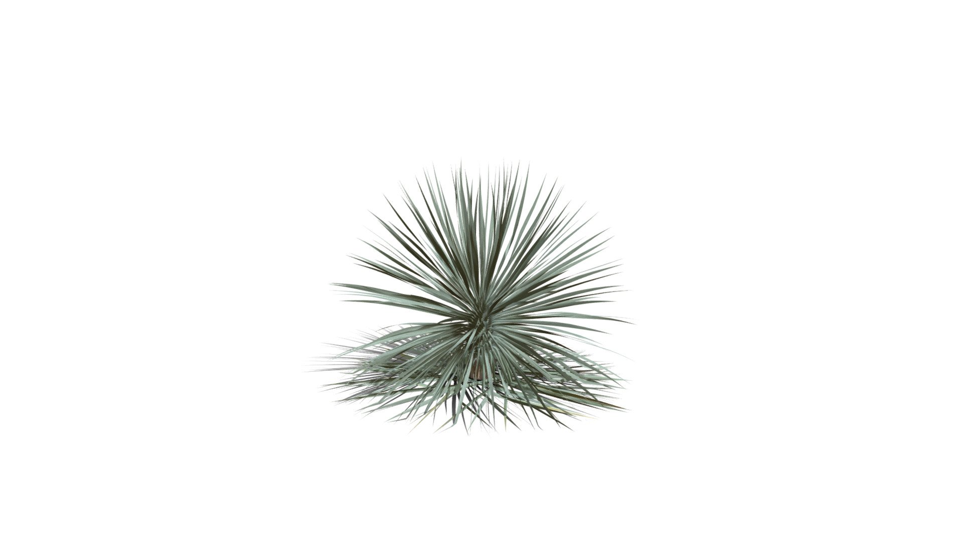Model specs:





Species Latin name: Yucca rostrata




Species Common name: Beaked yucca




Preset name: Standard no flower mat 0




Maturity stage: Infant




Health stage: Thriving




Season stage: Spring




Leaves count: 542




Height: 0.7 meters




LODs included: Yes




Mesh type: static




Vertex colors: (R) Material blending, (A) Ambient occlusion



Better used for Hi Poly workflows!

Species description:





Region: North America




Biomes: Desert,Scrubland




Climatic Zones: Warm temperate,Mediterranean,Subtropical,Tropical




Plant type: Succulent



This PlantCatalog mesh was exported at 40% of its maximum mesh resolution. With the full PlantCatalog, customize hundreds of procedural models + apply wind animations + convert to native shaders and a lot more: https://info.e-onsoftware.com/plantcatalog/ - Realistic HD Beaked yucca (16/30) - Buy Royalty Free 3D model by PlantCatalog 3d model