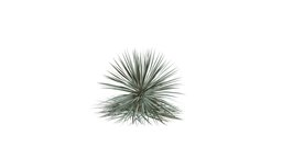 Realistic HD Beaked yucca (16/30) trees, tree, plant, plants, desert, outdoor, foliage, nature, succulent, north-america, scrubland