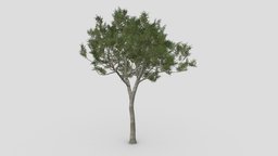 River Birch-SK-10 tree, plant, plants, river, unreal, texas, nigra, betula, black