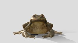 Common frog animated 