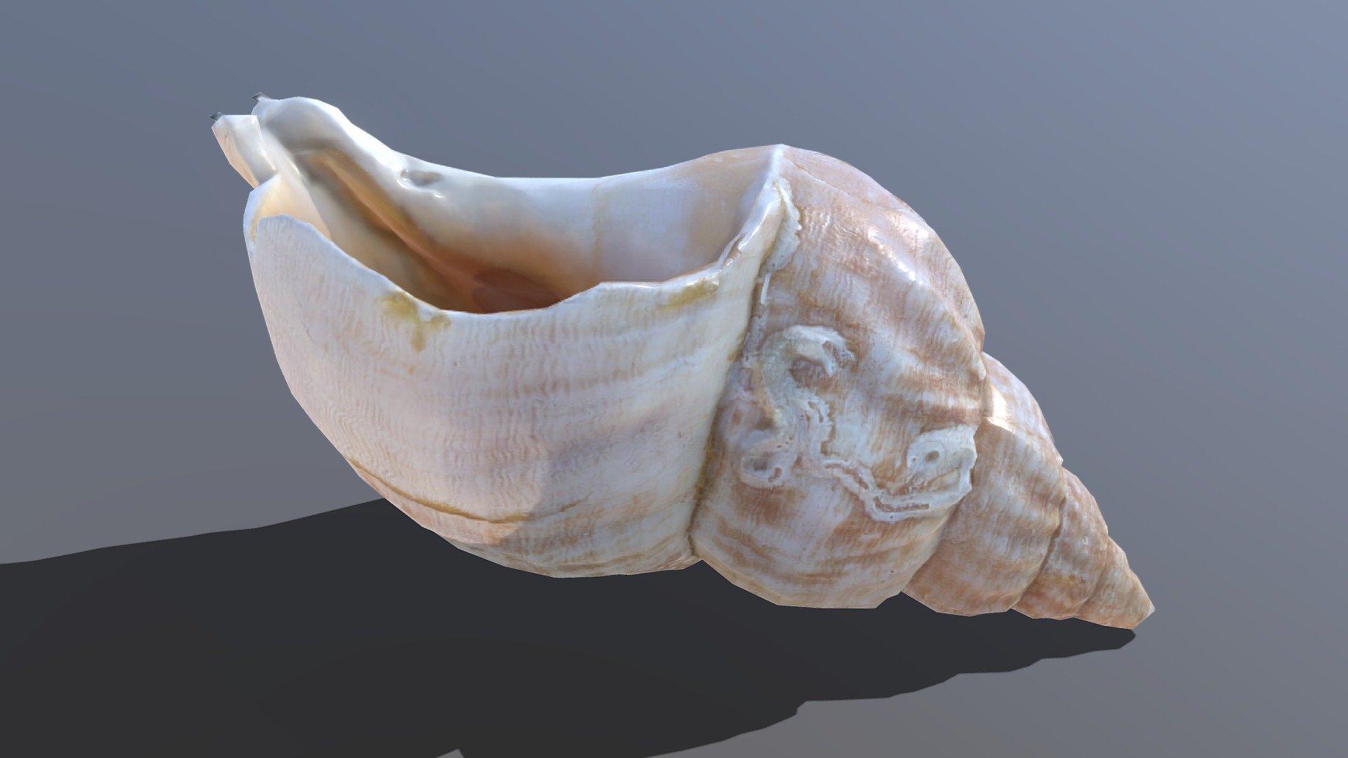 I keep improving my photogrammetry setup! 

Check my Hermit Crab made with this shell!




Made with Metashape, Blender, Materialize and Subtance painter


If you have any questions, do not hesitate to contact me.

 
 

 - Sea shell - Buy Royalty Free 3D model by Zacxophone 3d model