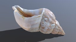 Sea shell shell, ocean, seashell, scans, shellfish, metashape, photogrammetry, blender, scan, sea