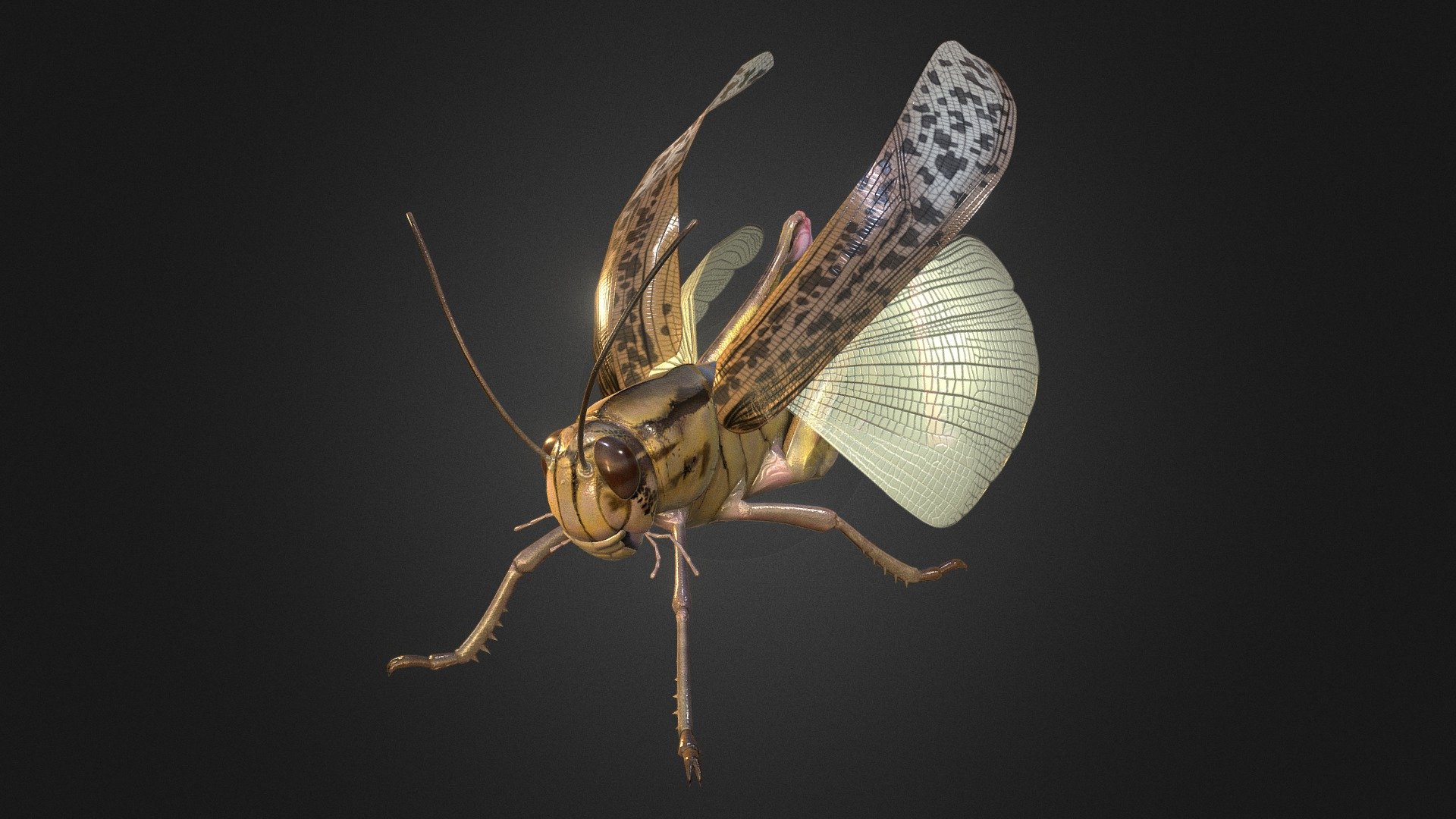 Locusta migratoria - Locusta migratoria - 3D model by rubykamen 3d model