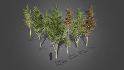 Tree Pack 2 (Low-Poly with LODs) trees, tree, green, plant, plants, lod, vr, vegetation, realistic, nature, mobilegame, lods, vegitation, mobilegames, mobile-ready, atlastexture, low-poly, lowpoly, mobile, realistictree, vrtree