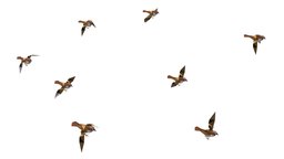 animated flock sparrow birds lowpoly art style