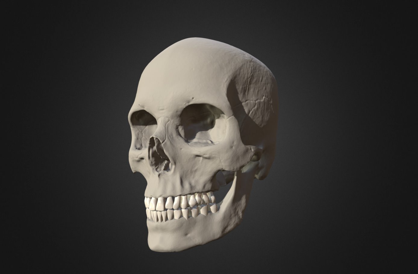 Skull Female Caucasian - 3D model by Anatomy Next (@a4s) 3d model