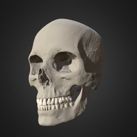 Skull Female Caucasian 