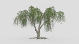 Weeping Willow Tree-08