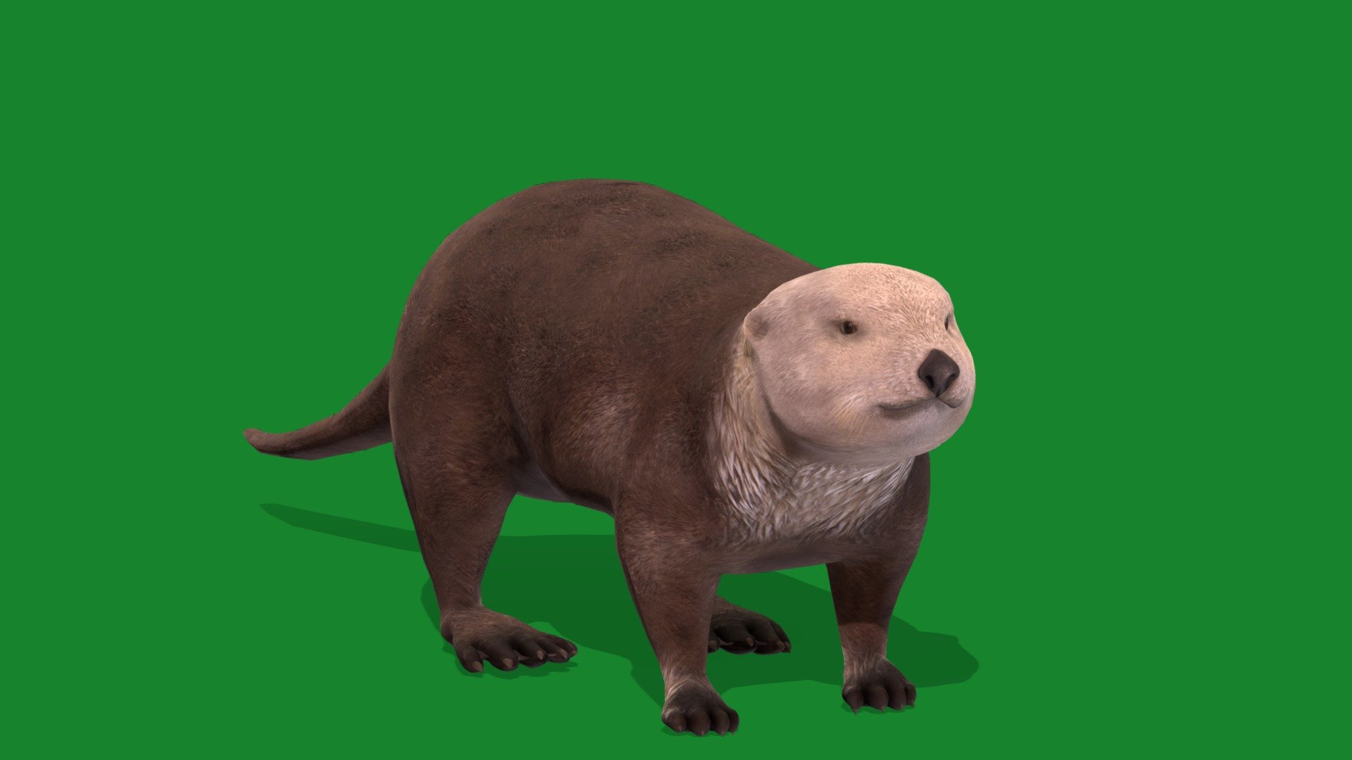 Sea Otter  (Weasel Family)Endangered,North Pacific Ocean

Enhydra lutris Animal Marine mammal (keystone species)Pet,Cute,Spring Animals

1 Draw Calls

LowPoly

Game Ready (Character)

Subdivision Surface Ready

9 - Animations 

4K PBR Textures 1 Material

Unreal/Unity FBX 

Blend File 3.6.5 LTS / 4 Plus

USDZ File (AR Ready). Real Scale Dimension (Xcode ,Reality Composer, Keynote Ready)

Textures Files

GLB File (Unreal 5.1 Plus Native Support,Godot)

Gltf File ( Spark AR, Lens Studio(SnapChat) , Effector(Tiktok) , Spline, Play Canvas,Omiverse ) Compatible

Triangles -11745

Faces -7242

Edges -13218

Vertices -6003

Diffuse, Metallic, Roughness , Normal Map ,Specular Map,AO


Sea otters are marine mammals that live in kelp forests along the North American coast.They are the largest member of the weasel family and can grow to be nearly 5 feet long weigh almost 100 pounds.The sea otter,native to the coasts of the northern and eastern North Pacific Ocean 3d model