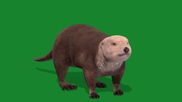 Sea Otter Mammal (Endangered) cute, pet, animals, creatures, mammal, spring, zoo, otter, nature, game-ready, weasel, animations, game-assets, sea-otter, north-america, endangered-species, lowpoly, marine-mammals, pacific-ocean, nyi, nyilonelycompany, noai, anyimals, engydra-lutris, keystone-species