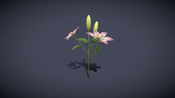 Lily 3D Model plant, plants, flora, flower, garden, flowers, leaf, nature, floral, lily, blossom, botanical, lillies, lilium, decoration, lily-3d-model, sytlized-lily