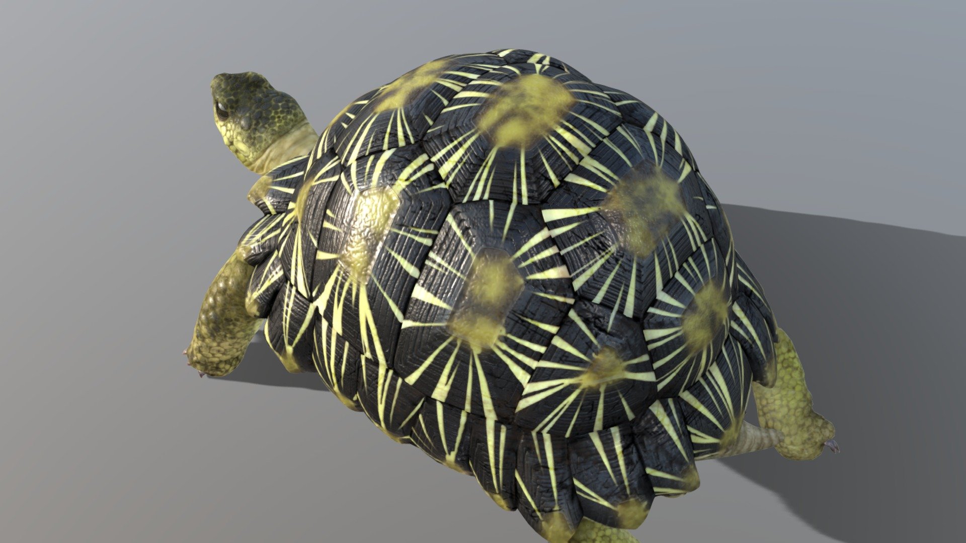 Before purchasing this model, you can download Guppy and try to import it.
Because for different software, rigging and animation may have different problems.

Additional Radiated Tortoise texture file - Radiated Tortoise - Buy Royalty Free 3D model by NestaEric 3d model