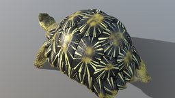 Radiated Tortoise turtle, tortoise, animals, reptilia, testudines, radiated, astrochelys, cryptodira, testudinoidea, testudinidae