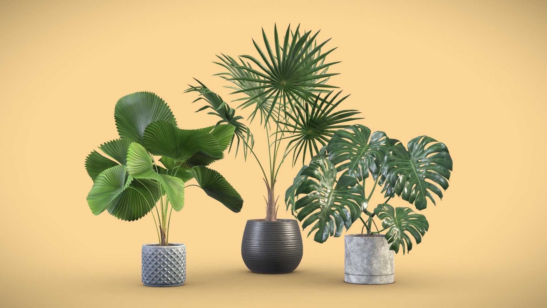 Indoor Plants Pack 09




Licuala Grandis

Thrinax Radiata

Monstera Deliciosa

4k Textures




Vertices  39 813

Polygons  35 810

Triangles 71 354
 - Indoor Plants Pack 09 - Buy Royalty Free 3D model by AllQuad 3d model