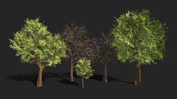 Trees (LowPoly) trees, tree, plant, forest, plants, flora, branches, timber, evergreen, ready, trunk, bark, bush, lumber, shade, roots, deciduous, greenery, canopy, grove, shrubs, verdure, arborist, unity, game, lowpoly, wood, leaves, gameready
