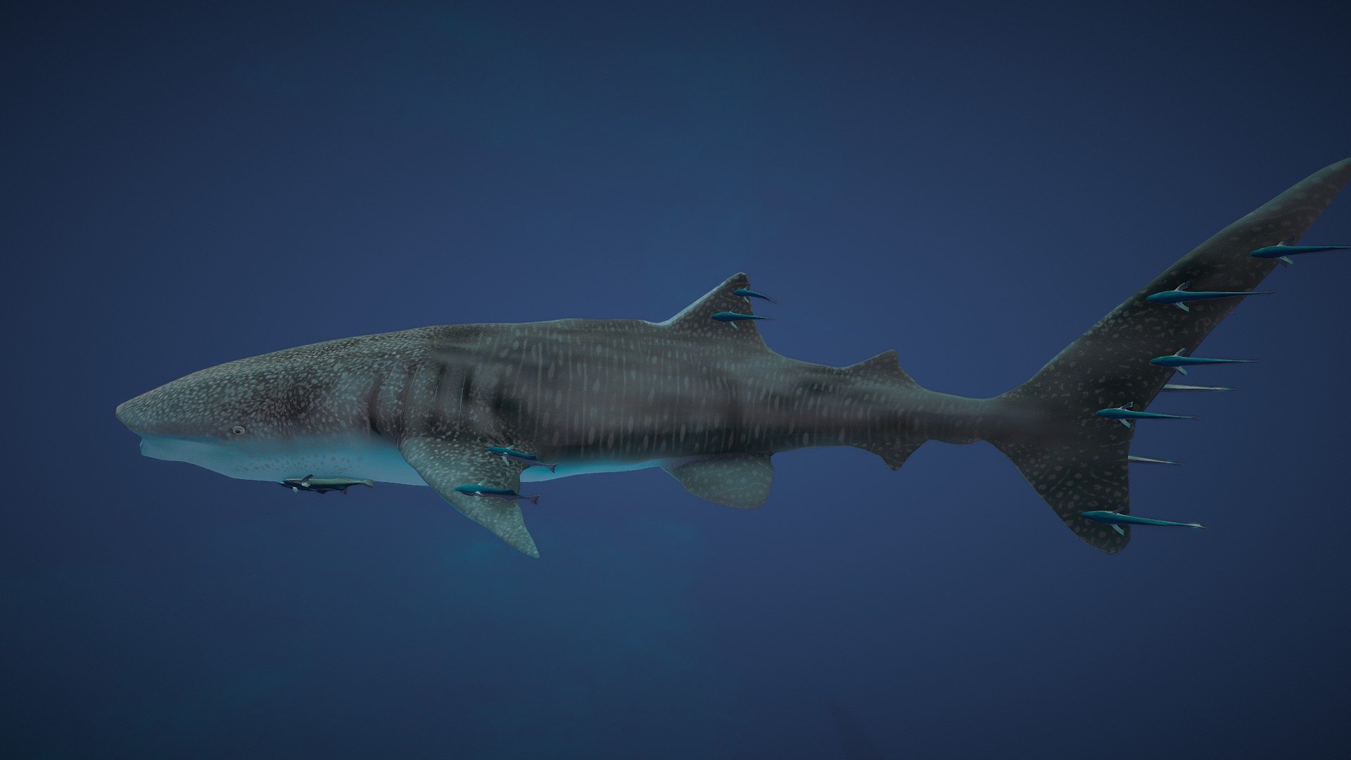 This whale shark / Rhincodon typus is one of some animals I made for an upcoming VR educational game. To add the Remora fish was quite challenging, but what do you think about it?

see here one of my references
read more about it here

Everything is made by myself.
Modelling, rigging, morphing and animation in 3ds Max.
Sculpting, retopology and baking in 3D Coat.
Texturing in Substance Painter.
Adjustments in Photoshop.
Made for Unreal Engine - Whale Shark With Remoras - 3D model by Chromasie 3d model
