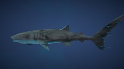 Whale Shark With Remoras shark, fish, ocean, vr, whale, sealife, game-asset, whaleshark, animal, sea, gameready, rhincodon-typus, remoras