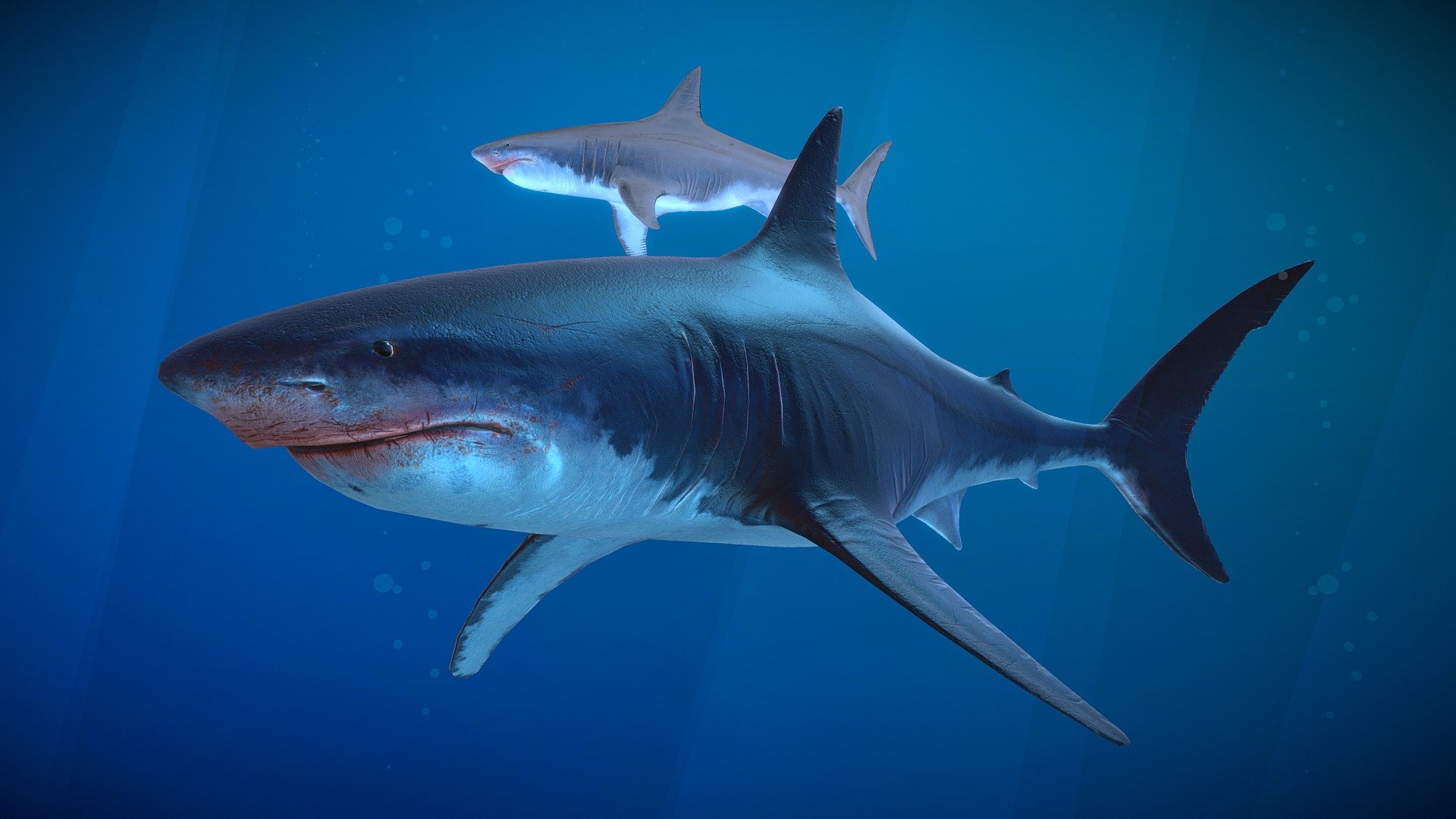 shark - 3D model by Oleh (@oleg.sytnikov) 3d model