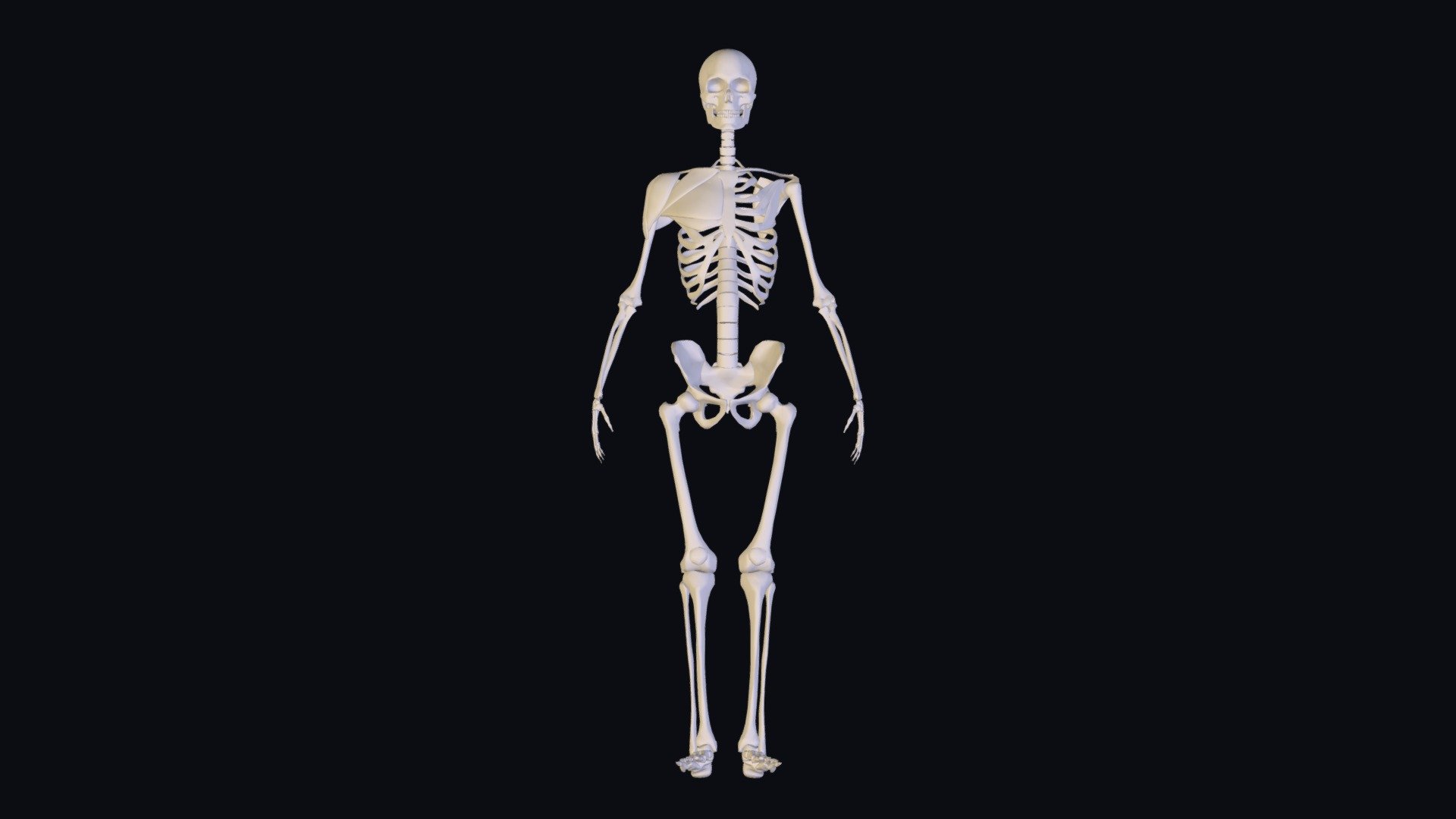 human Skeleton - 3D model by rezarokh 3d model