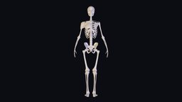 human Skeleton body, skeleton, muscle, study, obj, bodyscan, tutorial, artist, refrence, art, human, download