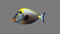 Orangespine Unicornfish fish, fishing, underwater, animals, aquatic, nature, sealife, seafood, orangespine, unicornfish, orangespine-unicornfish, orangespineunicornfish, animal, animation, sea